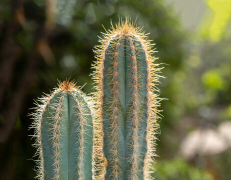 San Pedro cactus, trichocereus, echinopsis pachanoi with spines background.
