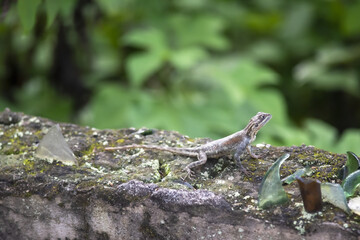 Small Agama sitting on a wall with glass shards 
