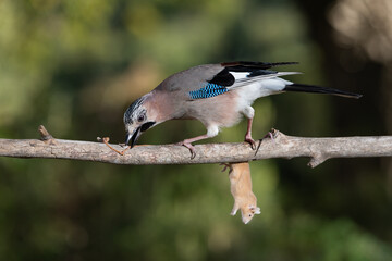 arrendajo euroasiático cazando y comiendo un ratón (Garrulus glandarius) 