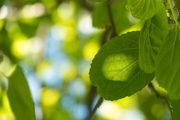 mulberry tree leaf with sunlight shining through it