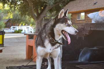 husky en rancho Tecate; baja california, México. 