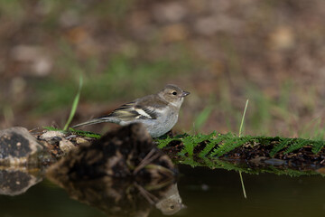 pinzón vulgar juvenil bebiendo y bañándose en el estanque del parque  (Fringilla coelebs)