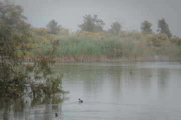 ducks on the lake on a rainy morning