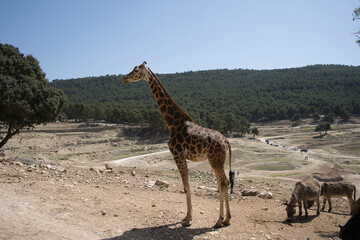 portrait of a giraffe in the field.