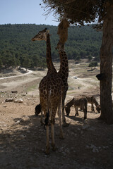 portrait of a giraffe in the field.