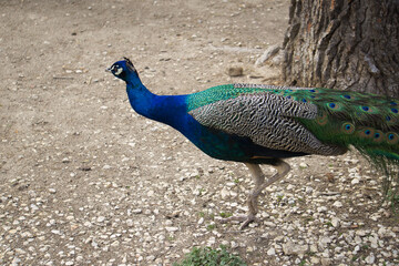 peacock displaying its plumage in a natural park and animal reserve, located in the Sierra de Aitana, Alicante, Spain.