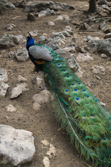 Obraz premium peacock displaying its plumage in a natural park and animal reserve, located in the Sierra de Aitana, Alicante, Spain.