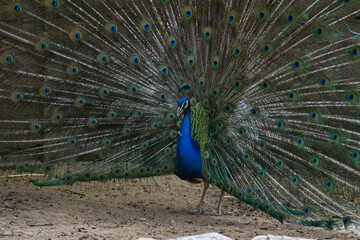 Obraz premium peacock displaying its plumage in a natural park and animal reserve, located in the Sierra de Aitana, Alicante, Spain.