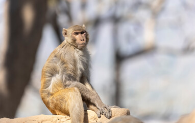Rhesus macaque (Macaca mulatta) or Indian Monkey in forest sitting on tree.