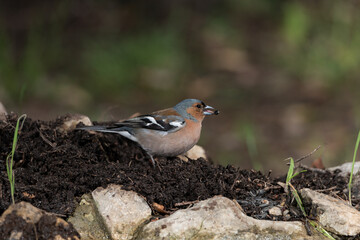  pinzón vulgar macho adulto en el estanque del parque  (Fringilla coelebs)