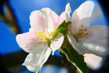 Apfelblüte