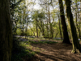 BLUBELLS 