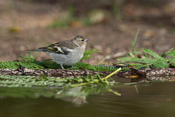  pinzón vulgar juvenil bebiendo y bañándose en el estanque del parque  (Fringilla coelebs)