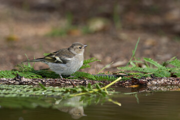  pinzón vulgar juvenil bebiendo y bañándose en el estanque del parque  (Fringilla coelebs)