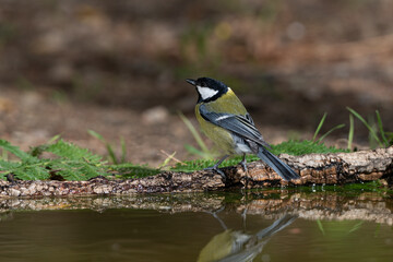 carbonero común posado en el estanque del parque  (Parus major)