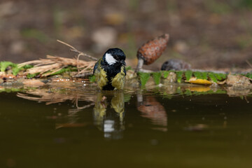 carbonero común bañándose en el estanque del parque  (Parus major)