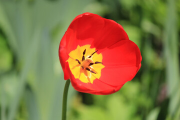 Obraz premium beautiful bright spring tulips in the garden bed