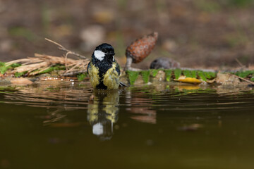carbonero común bañándose en el estanque del parque  (Parus major)