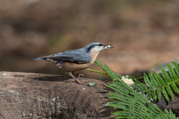 trepador azul posada en un tronco con helechos  (Sitta europaea)
