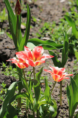 beautiful bright spring tulips in the garden bed