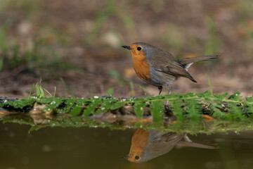 petirrojo europeo en la charca del bosque​ (Erithacus rubecula)