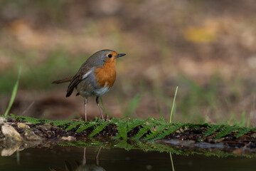 petirrojo europeo en la charca del bosque​ (Erithacus rubecula)