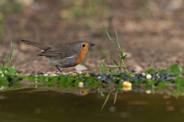 petirrojo europeo en la charca del bosque​ (Erithacus rubecula)