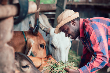 African farm worker farmer man feeding cows with hay and grass  on animal farm. Agriculture and ...