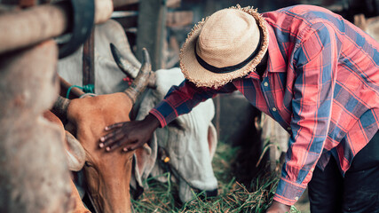 Fototapeta na wymiar African farm worker farmer man feeding cows with hay and grass on animal farm. Agriculture and animal farm concept
