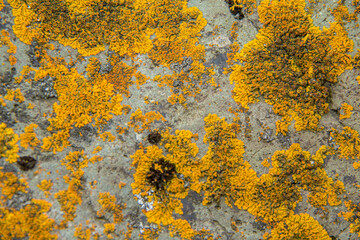 Rock algae