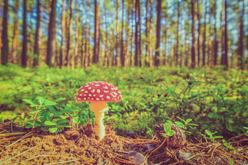 Amanita muscaria and pine cone on the edge of the forest lit by the rays of the sun. Close up view from ground level, focus on the mushroom