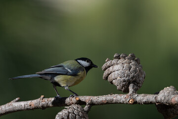 carbonero común posado en la rama de un pino (Parus major)