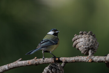 carbonero común posado en la rama de un pino (Parus major)
