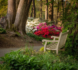 Spring Time in the Park With Azaleas and Trees and Lush Greenery