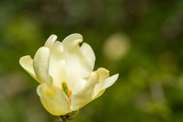 Obraz premium magnolia Flower