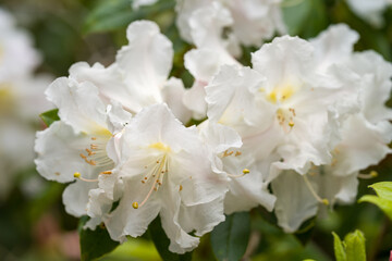 rhododendron flower
