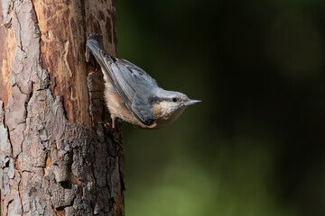 trepador azul (Sitta europaea) en el tronco de un árbol 