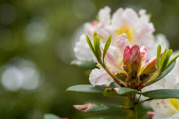 rhododendron flower