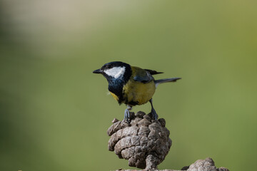 carbonero común (Parus major)  posado en una piña 