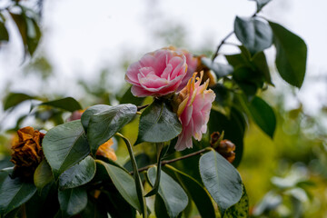 Camellia Flower
