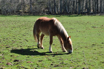 horse eating grass