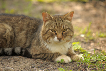 Naklejka na ściany i meble brown and white cat european shorthair outdoor