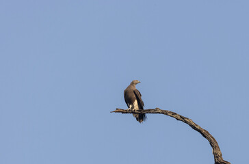 Lesser fish eagle (Haliaeetus humilis) perched on tree branch.