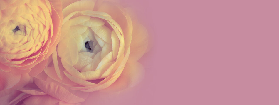 Pink and yellow color anemone flower bouquet background