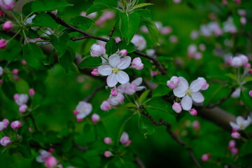 Obraz premium bright pink and white flowers on trees, blooming, spring landscape, beautiful background. High quality photo