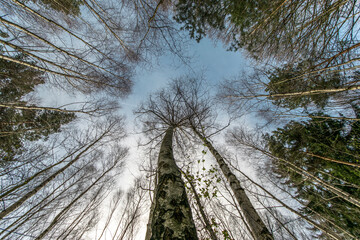 Bäume laufen in den Himmel