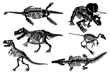 Paleontological set, graphical skeletons of dinosaurs on white background,vector fossils silhouettes © Алексей Воробьёв