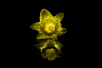 leuchtende gelbe Narzissen Blüte mit Spiegelung auf schwarzem Hintergrund