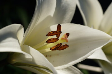 Weiße Lilie-04 © Peter Vornberg