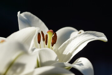 Weiße Lilie-03 © Peter Vornberg